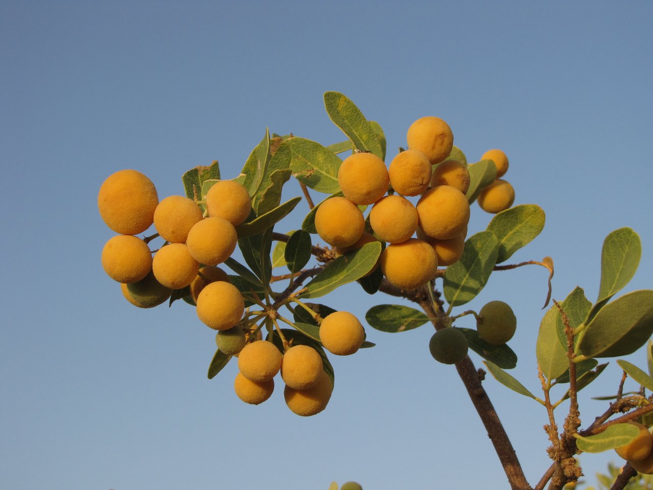 Cluster of ripe Hanza fruits.