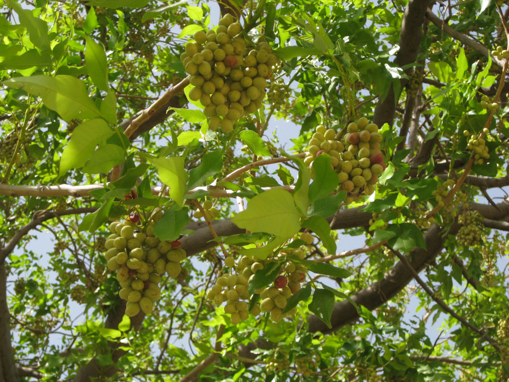 Unripe faru fruits