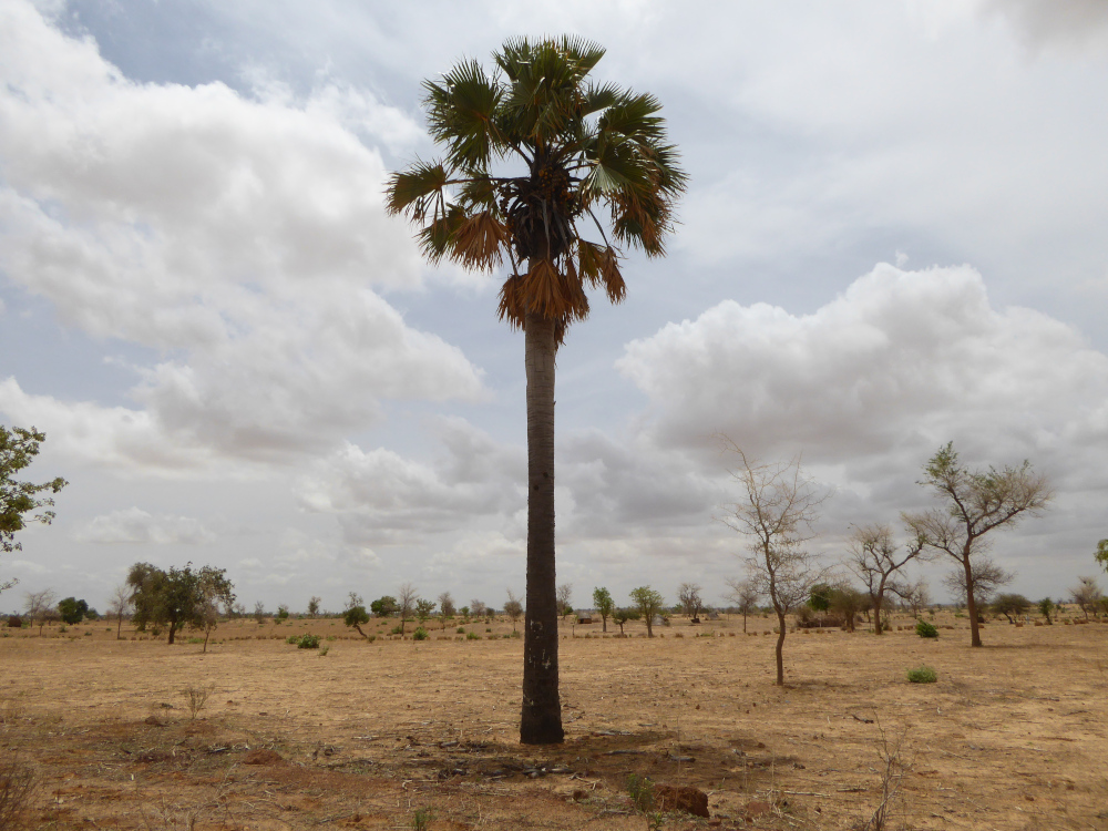 Lone giginya tree