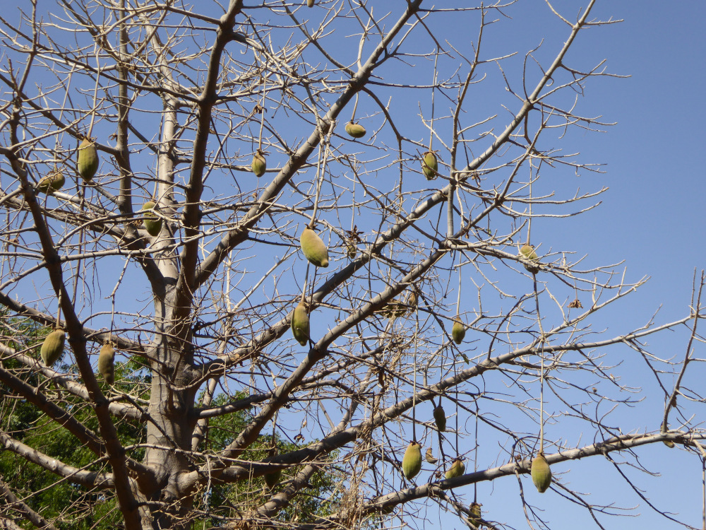 Baobab tree with fruits and no leaves