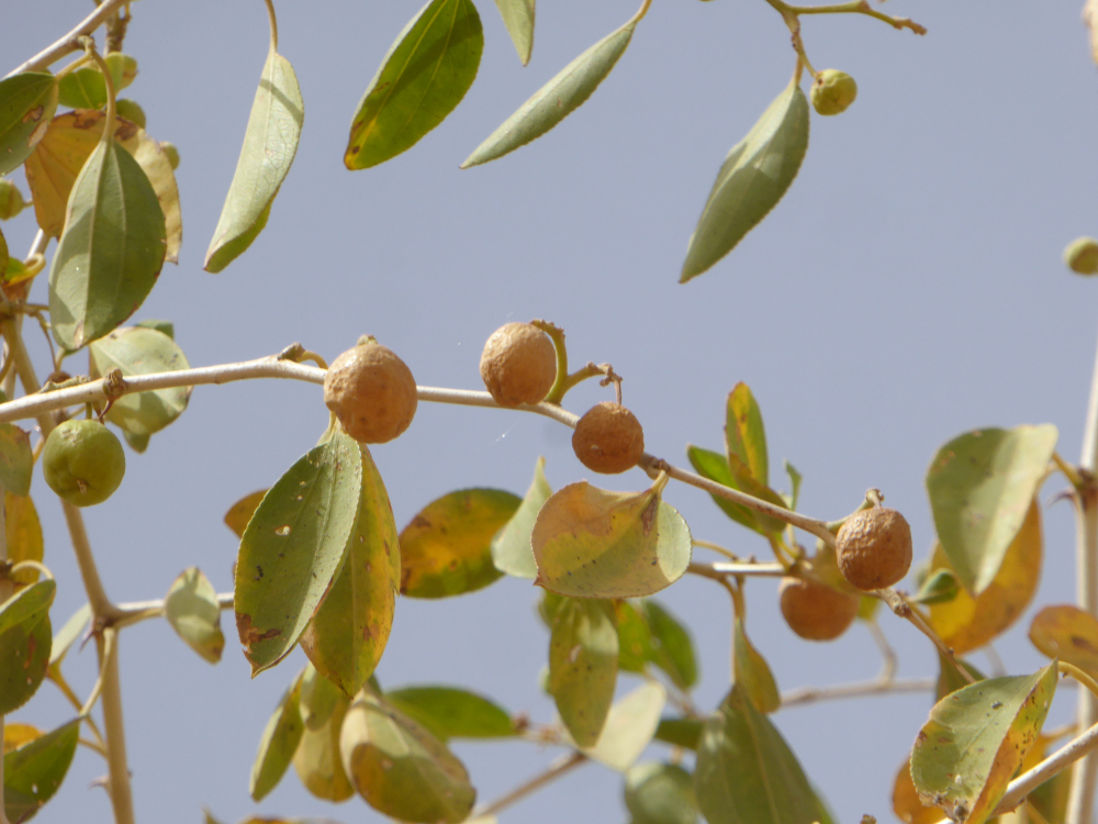 Ripe kurna fruits against a blue sky