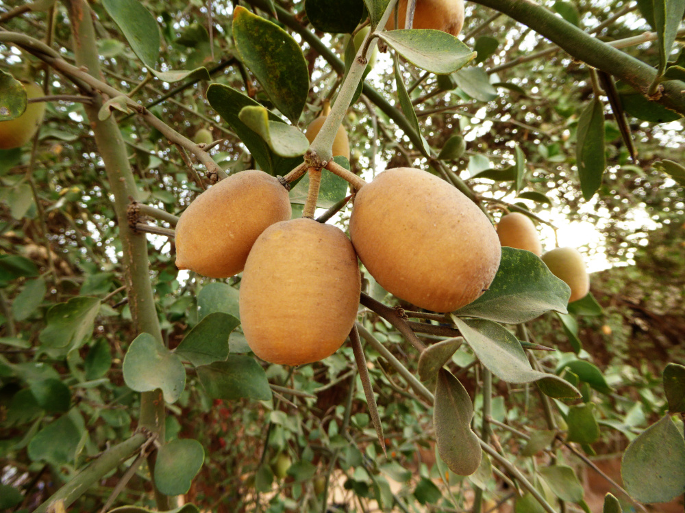 Ripe aduwa fruits