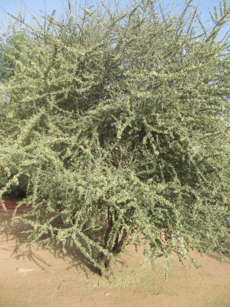 Jiga tree