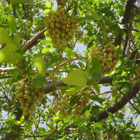 Unripe faru fruits