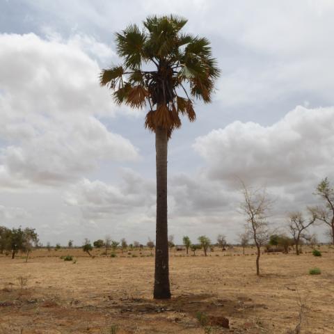Lone giginya tree