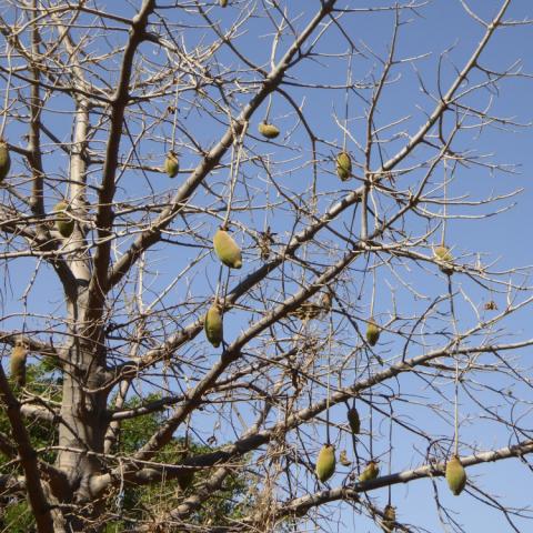 Baobab tree with fruits and no leaves