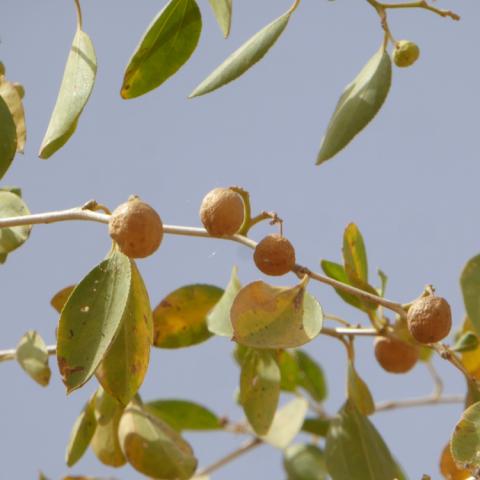 Ripe kurna fruits against a blue sky