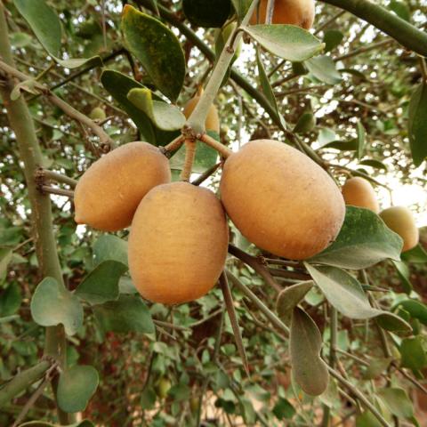 Ripe aduwa fruits