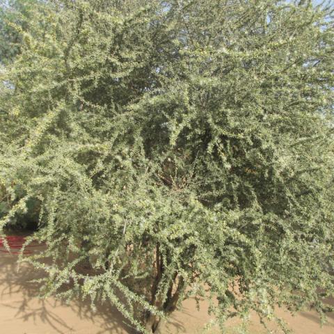 Jiga tree