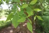 Faru leaves