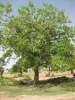 Faru tree