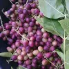 Faru fruits