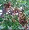 Ripe and unripe faru fruits in tree