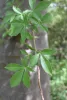Young baobab leaves