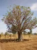 Baobab tree with leaves and unripe fruits