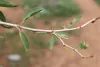Kurna branch with small thorns