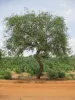 Kurna tree with crooked trunk