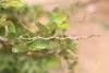 Thorns of the magaria shrub